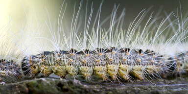 Eichenprozessionsspinner