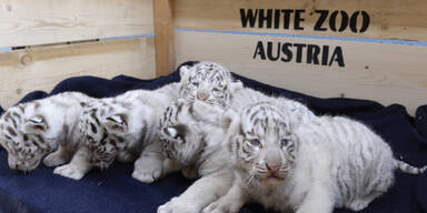 5 Tiger-Babies sind die Stars im 