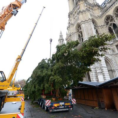 Wiener Christbaum wird aufgestellt