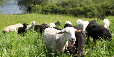 Donauinsel: Schafe als "M&auml;h-Roboter"