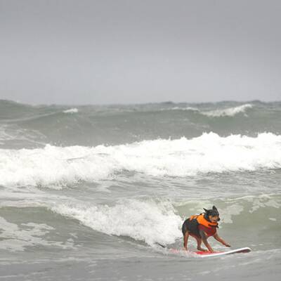Surfende Hunde in Kalifornien