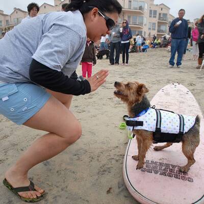 Surfende Hunde in Kalifornien