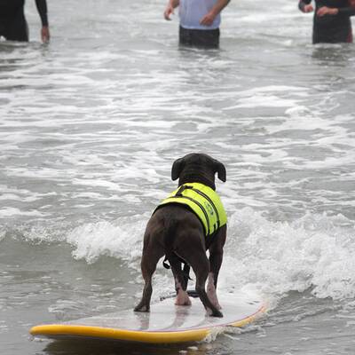 Surfende Hunde in Kalifornien