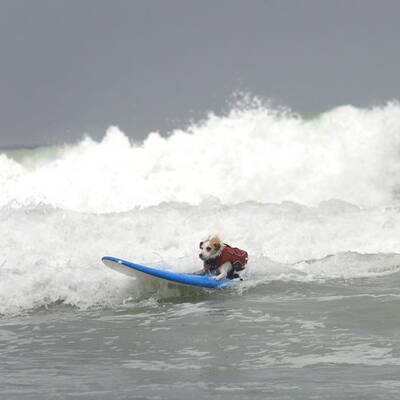 Surfende Hunde in Kalifornien