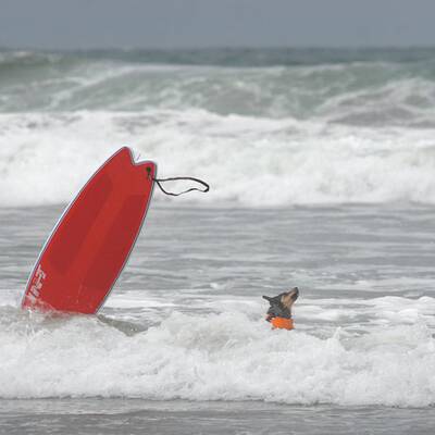 Surfende Hunde in Kalifornien