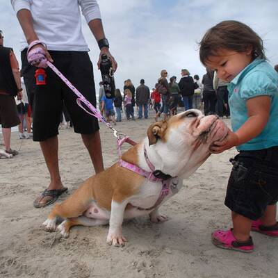 Surfende Hunde in Kalifornien