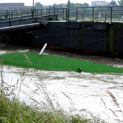 Linzer Auge schwimmt davon