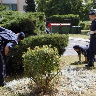 Boa Constrictor in Graz entlaufen