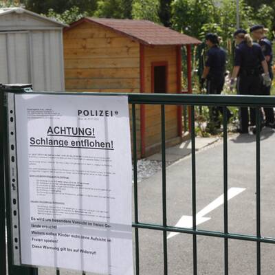 Boa Constrictor in Graz entlaufen