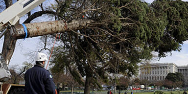 Die Tanne für den Vatikan wurde gefällt