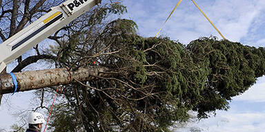 Die Tanne für den Vatikan wurde gefällt