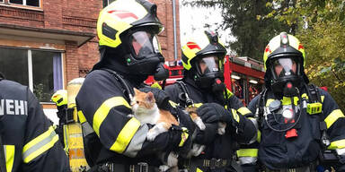 STEIRISCHE FEUERWEHR RETTETE DREI KATZEN AUS BRENNENDER WOHNUNG in Veitsch