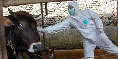 Seuchen-Schock: 117.000 Tiere m&uuml;ssten im Ernstfall get&ouml;tet werden
