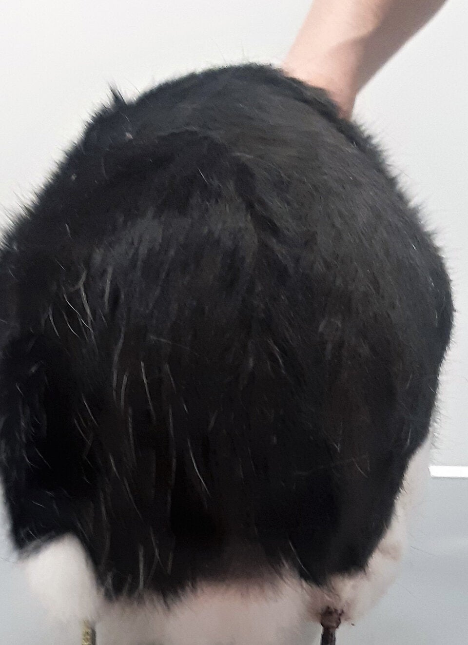 Das ist die erste Cyberkatze Österreichs