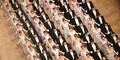 Opernball Debütantinnen