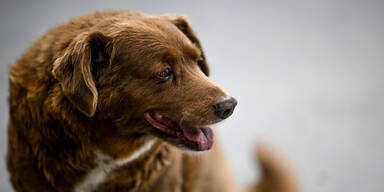 &Auml;ltester Hund der Welt "Bobi" ist tot