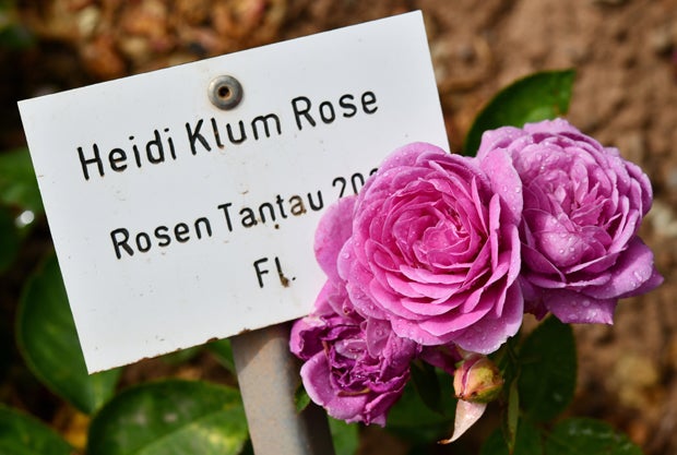 Diese Blume wurde nach Heidi Klum benannt