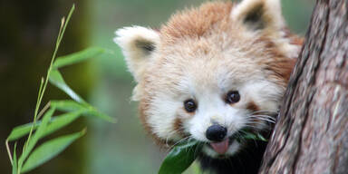 Roter Panda Zoo Salzburg