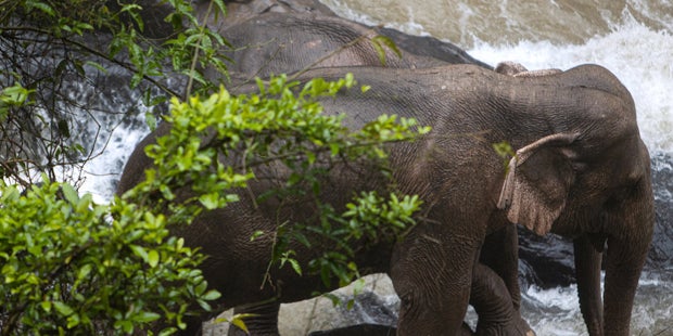 Sie wollten ein Kälbchen retten: Sechs Elefanten ertrunken
