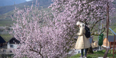 Wachauer Marillenbauern zittern vor Frost-N&auml;chten