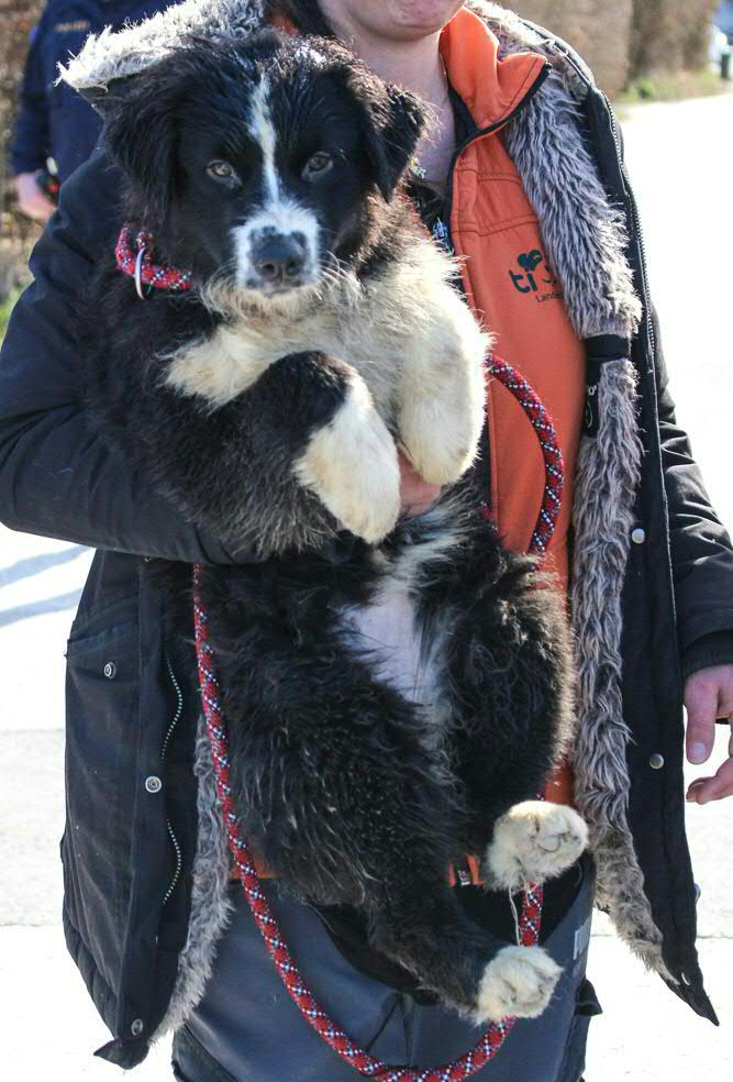 39 Hund gerettet Klagenfurt