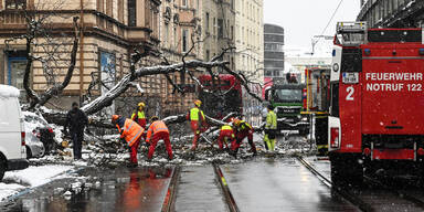 Baum st&uuml;rzt auf Mutter: 46-J&auml;hrige in kritischem Zustand