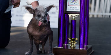 "World's Ugliest Dog"