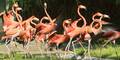 Rote Flamingos im Zoo Schönbrunn