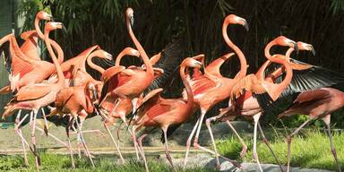 Rote Flamingos im Zoo Sch&ouml;nbrunn