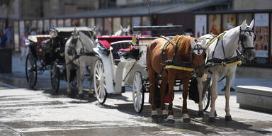 Hitzewelle: Tiersch&uuml;tzer fordern Fiaker-Fahrverbot ab 30 Grad