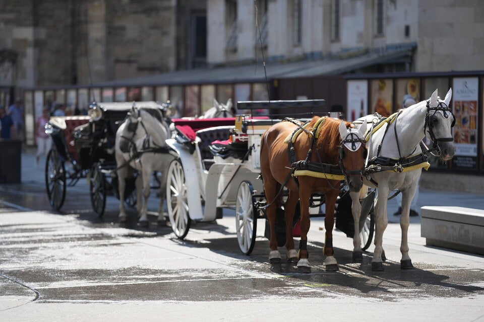 Kältepeitsche und Hitzestich: Klimastudie zu Fiakerpferden startet