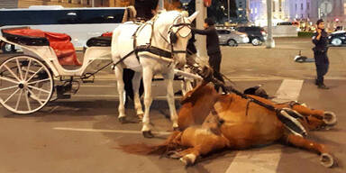 Fiaker-Pferd Wien