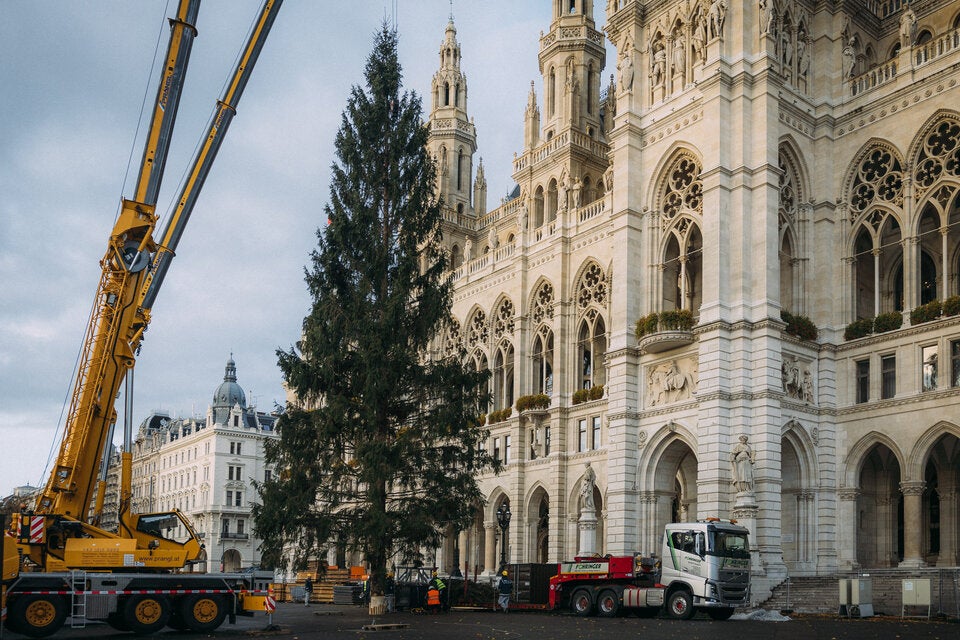 Die 28-Meter-hohe Fichte aus Hopfgarten im Brixental thront seit Dienstag am Wiener Rathausplatz.