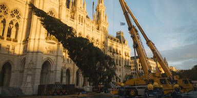28-Meter-Fichte: Christbaum f&uuml;r den Rathausplatz ist da