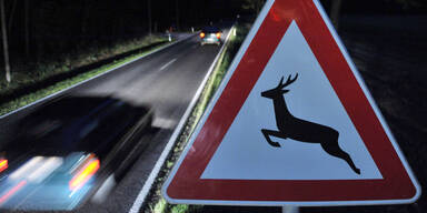 Wildwechsel Reh Auto Stra&szlig;e Nacht