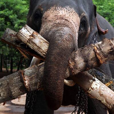 Elefanten-Waisenhaus taufte 15 Baby-Elefanten