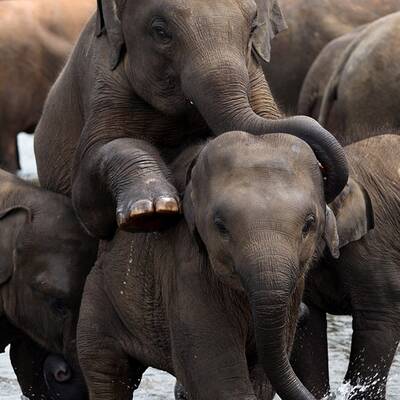 Elefanten-Waisenhaus taufte 15 Baby-Elefanten