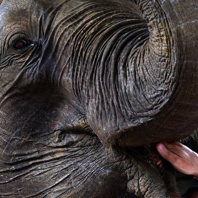 Elefanten-Waisenhaus taufte 15 Baby-Elefanten