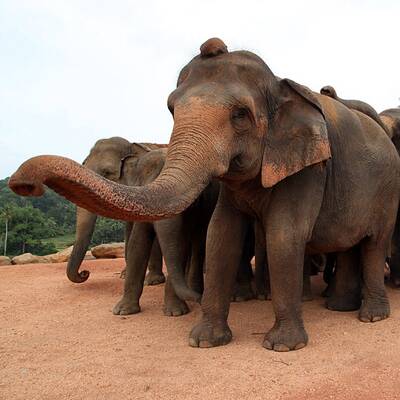 Elefanten-Waisenhaus taufte 15 Baby-Elefanten
