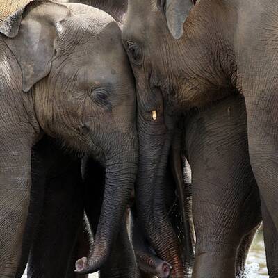 Elefanten-Waisenhaus taufte 15 Baby-Elefanten