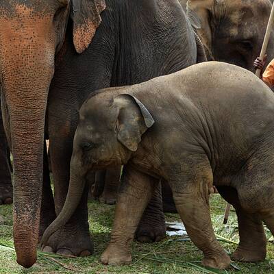 Elefanten-Waisenhaus taufte 15 Baby-Elefanten