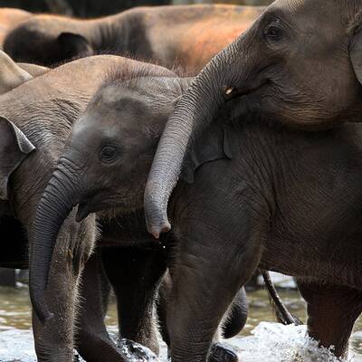 Elefanten-Waisenhaus taufte 15 Baby-Elefanten