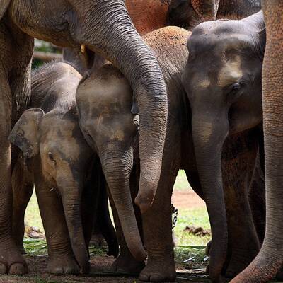 Elefanten-Waisenhaus taufte 15 Baby-Elefanten