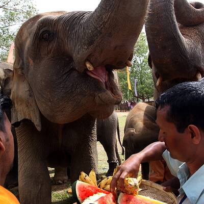 Elefanten-Waisenhaus taufte 15 Baby-Elefanten