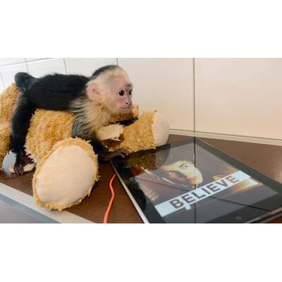 Justin Biebers Affe Mally in der Quarantänestation
