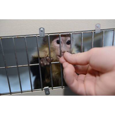 Justin Biebers Affe Mally in der Quarantänestation