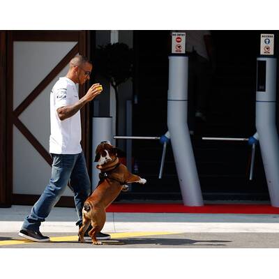 Formel-1-Pilot Lewis Hamilton liebt Hund Roscoe