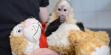 Justin Biebers Affe Mally in der Quarantänestation