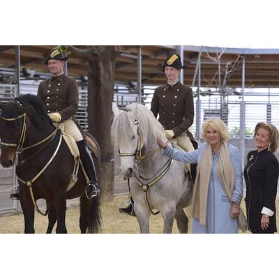 Herzogin Camilla bei den Lipizzanern