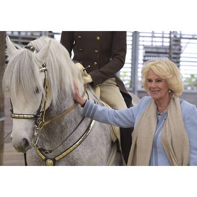 Herzogin Camilla bei den Lipizzanern